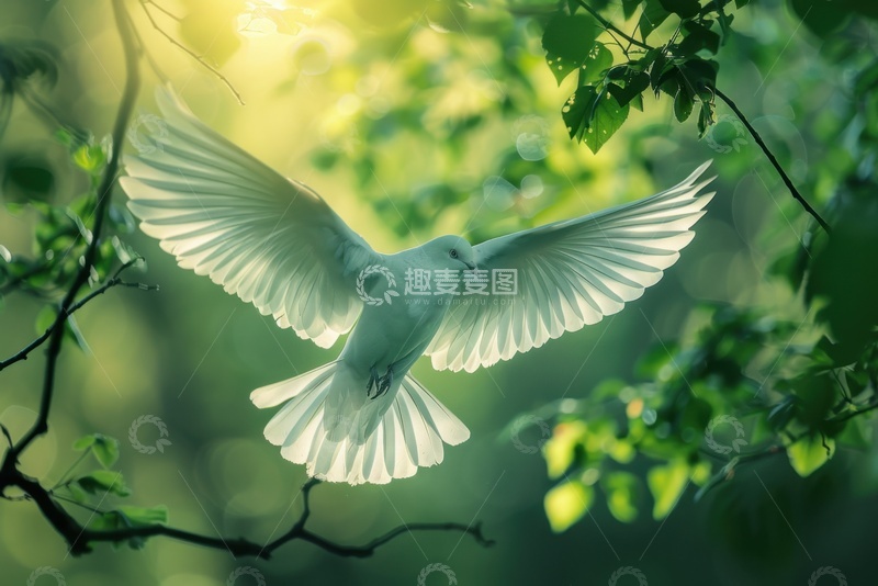 高清大图下载【趣麦麦图】森林里飞翔的白鸽