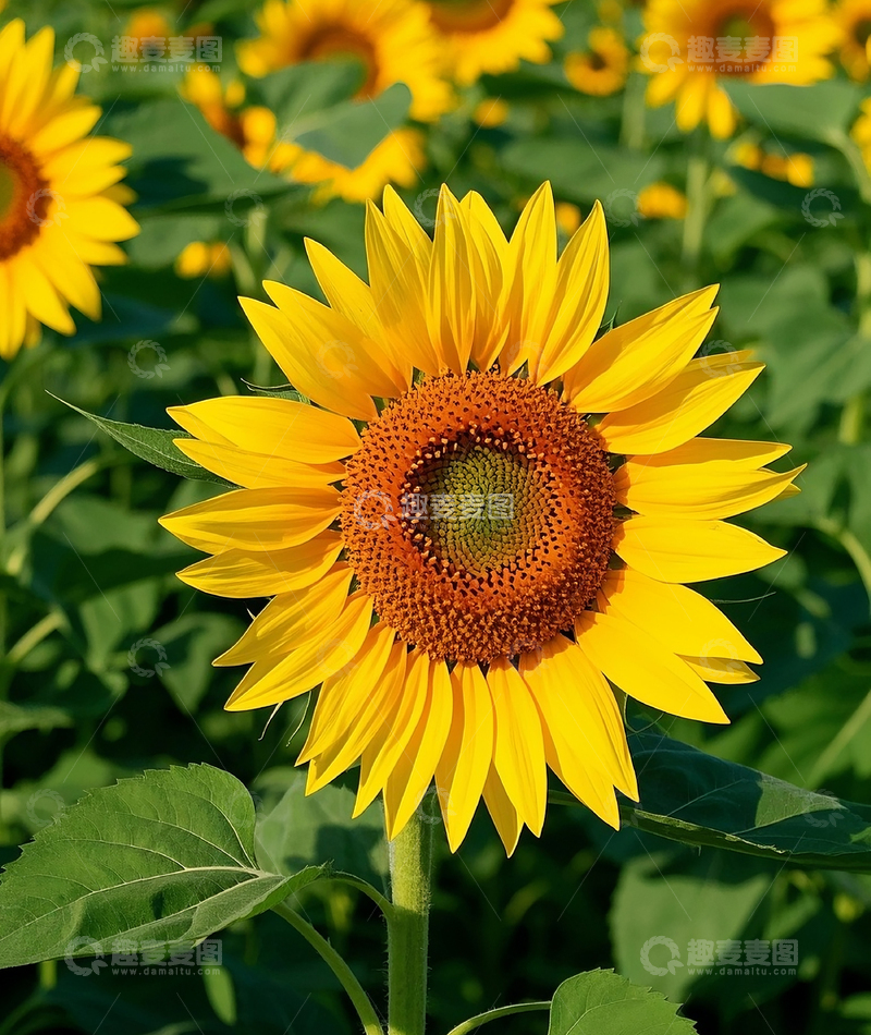 高清大图下载【趣麦麦图】向日葵 4