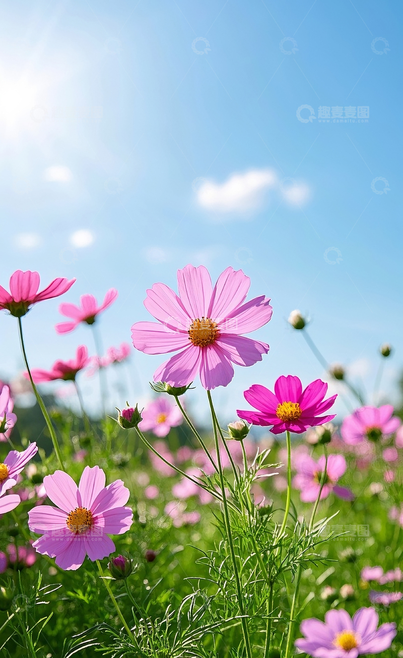 高清大图下载【趣麦麦图】盛开的格桑花