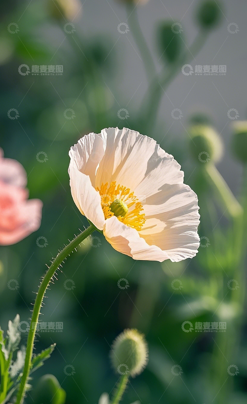 高清大图下载【趣麦麦图】盛开的虞美人1