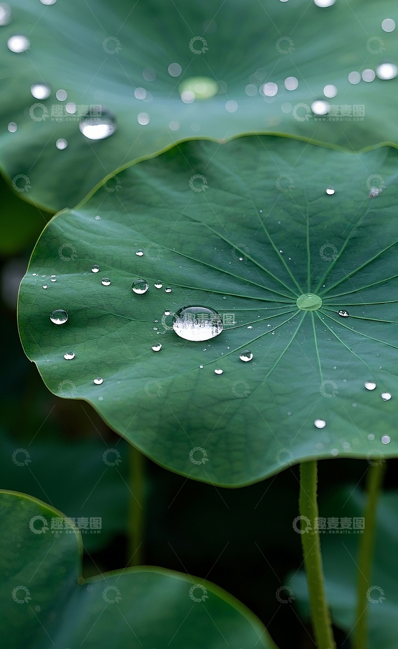 高清大图下载【趣麦麦图】荷叶
