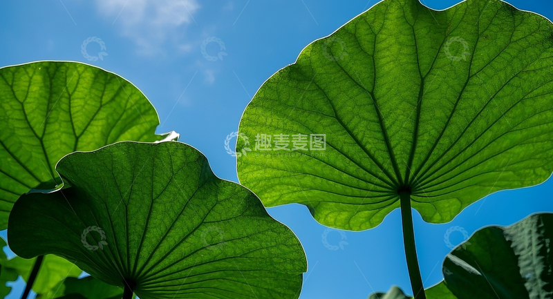 高清大图下载【趣麦麦图】荷叶2