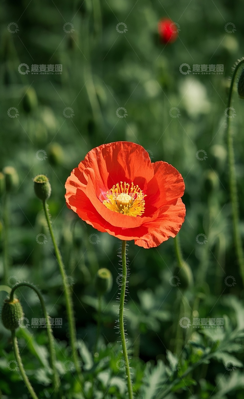 高清大图下载【趣麦麦图】盛开的虞美人