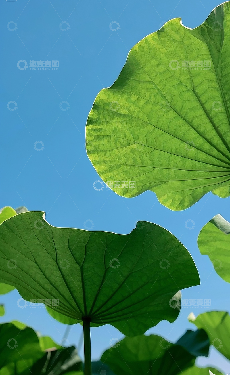 高清大图下载【趣麦麦图】荷叶1