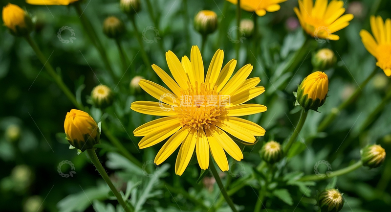 高清大图下载【趣麦麦图】野花