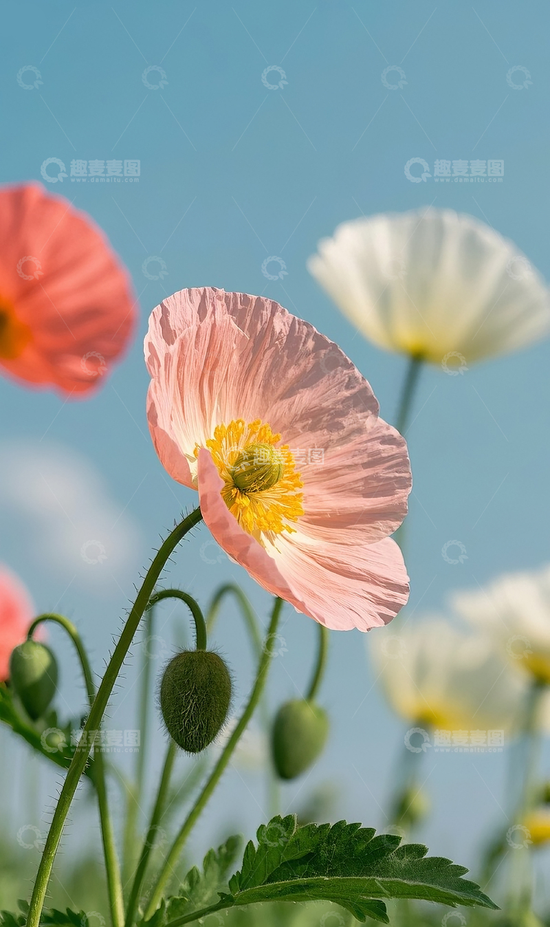 高清大图下载【趣麦麦图】虞美人