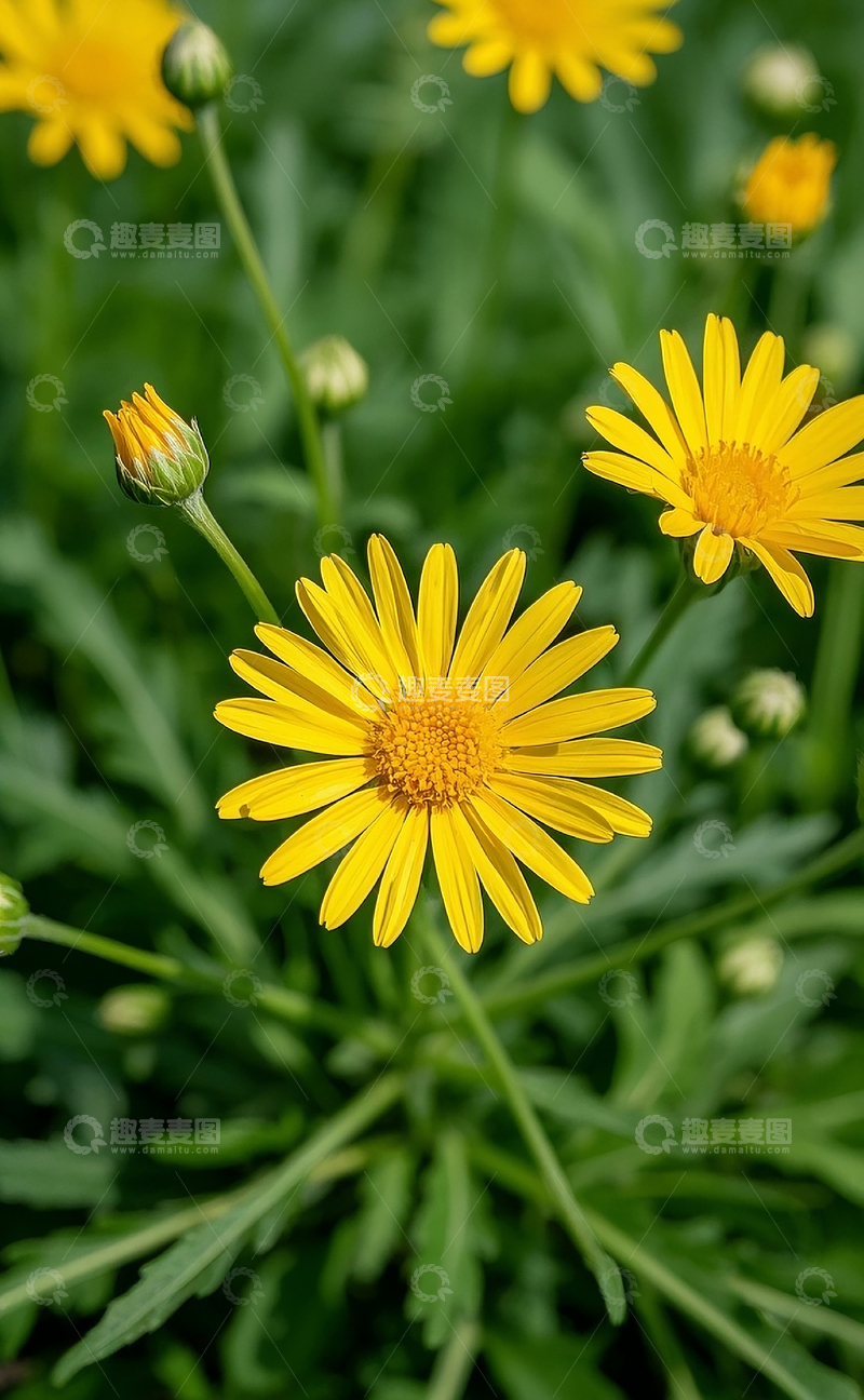 高清大图下载【趣麦麦图】野花1