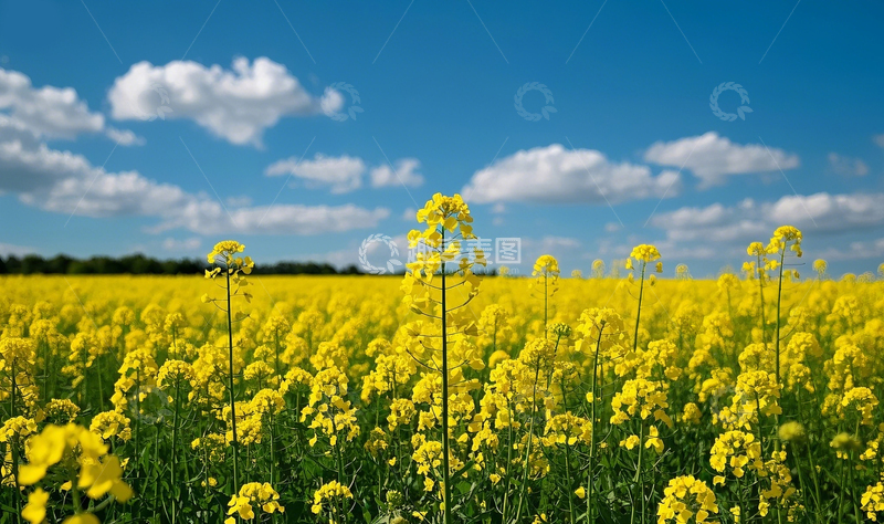 高清大图下载【趣麦麦图】油菜花1