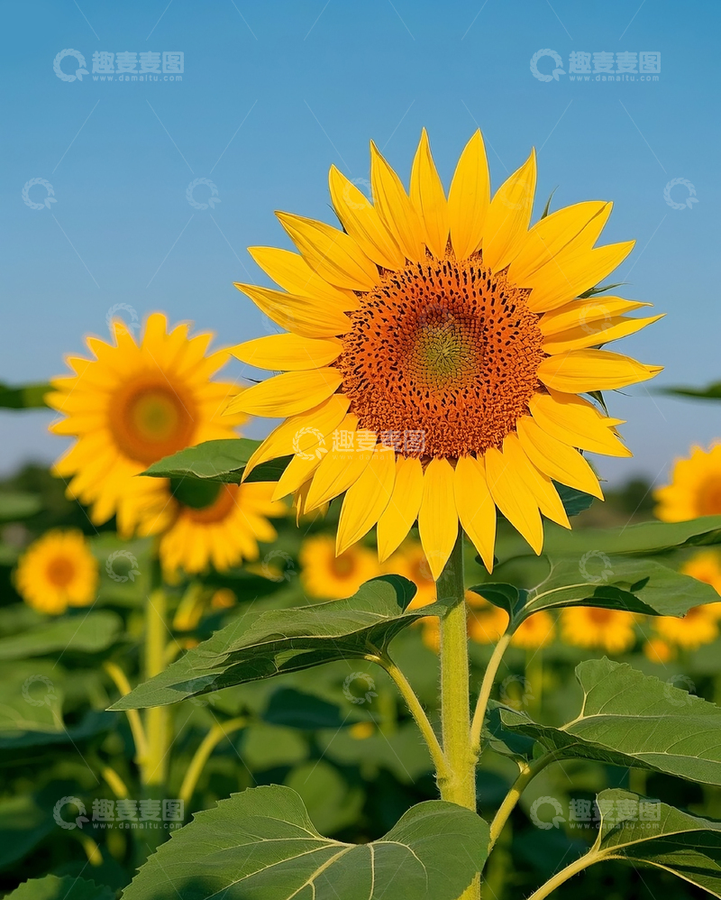 高清大图下载【趣麦麦图】向日葵 5