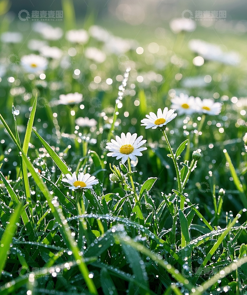 高清大图下载【趣麦麦图】白色雏菊