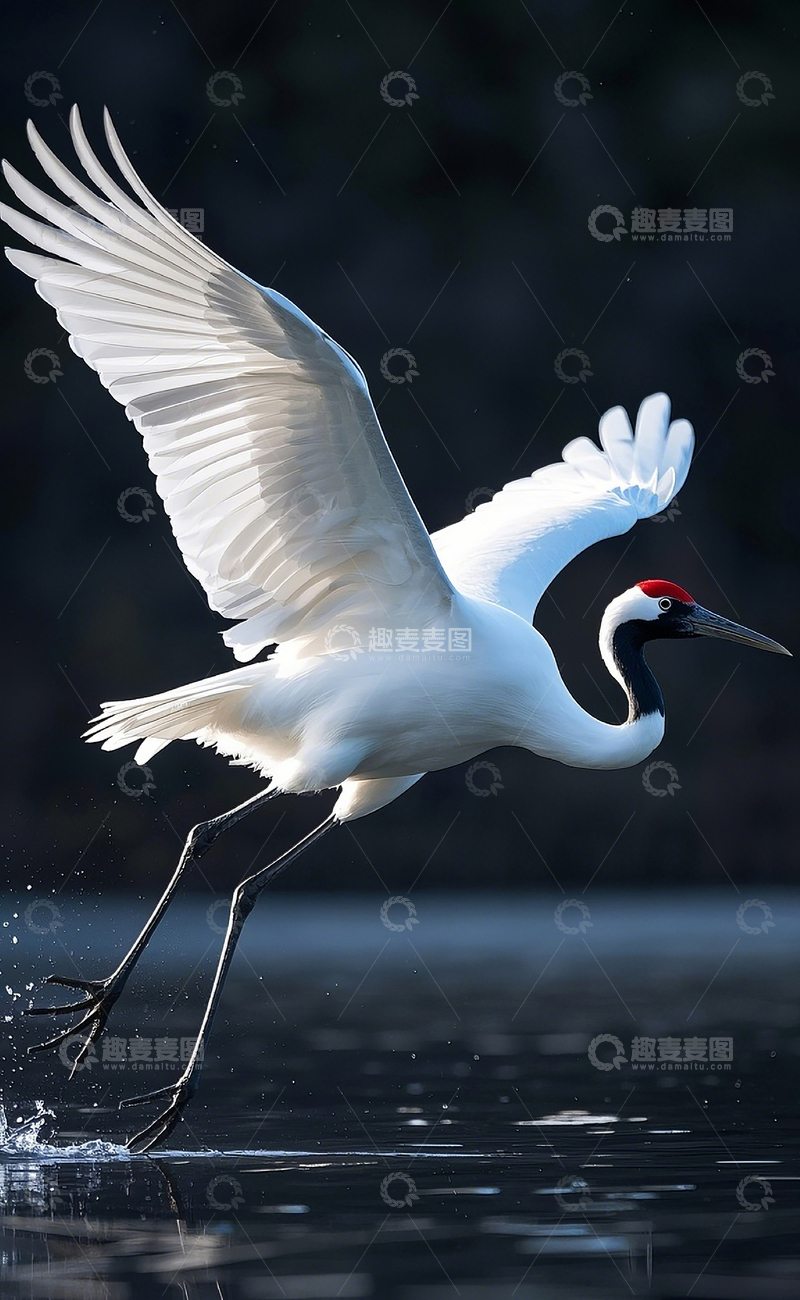 高清大图下载【趣麦麦图】丹顶鹤6