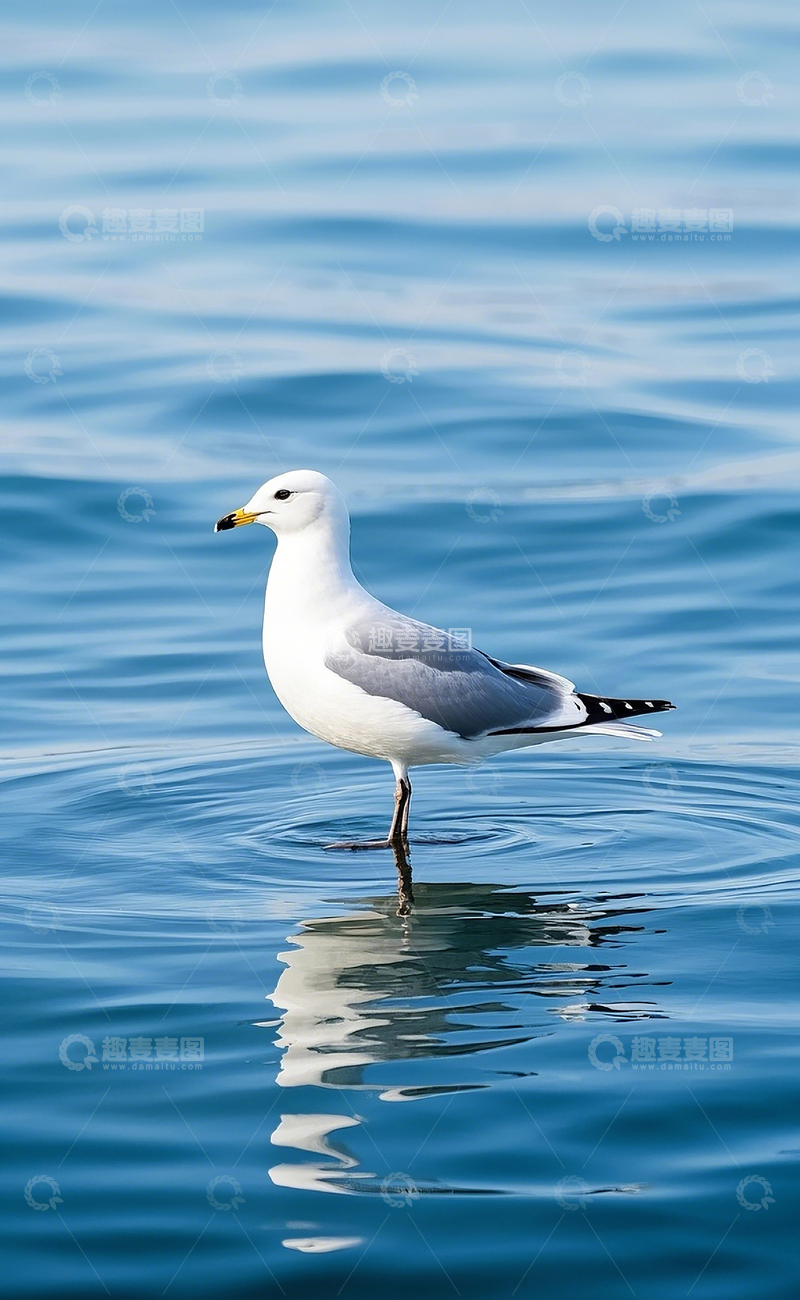 高清大图下载【趣麦麦图】海鸥1