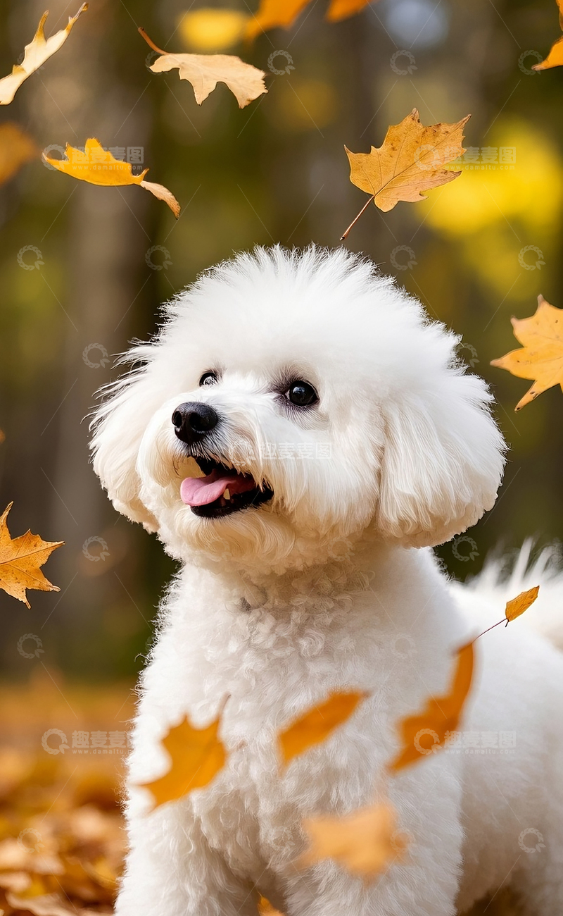 高清大图下载【趣麦麦图】秋天的狗