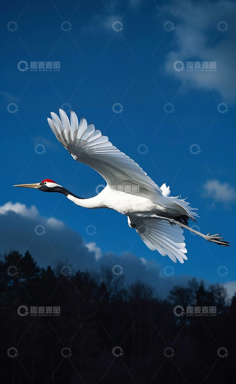 高清大图下载【趣麦麦图】丹顶鹤7