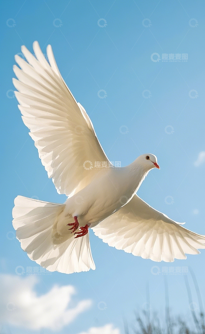 高清大图下载【趣麦麦图】鸽子