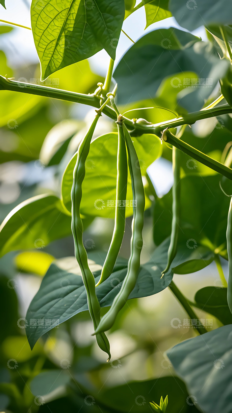 高清大图下载【趣麦麦图】新鲜的蔬菜黄瓜8