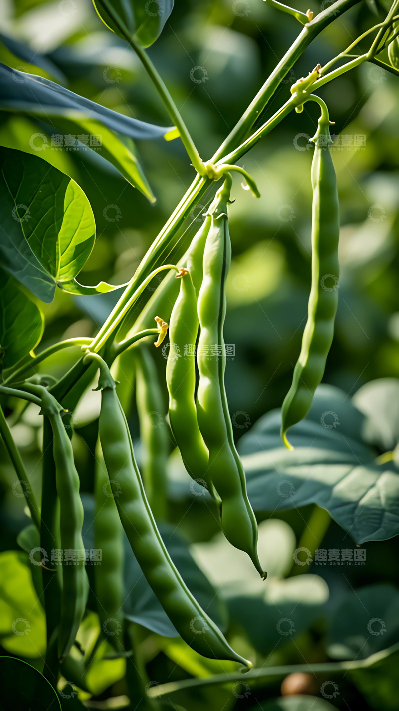 高清大图下载【趣麦麦图】新鲜的蔬菜豆角