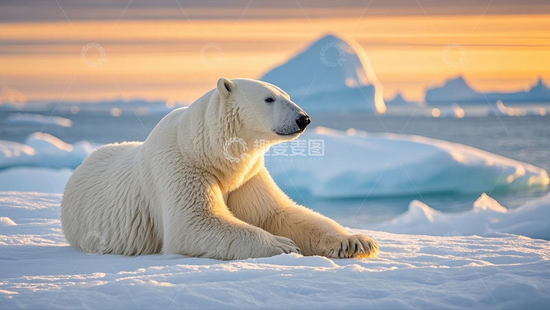 高清大图下载【趣麦麦图】趴着的北极熊1