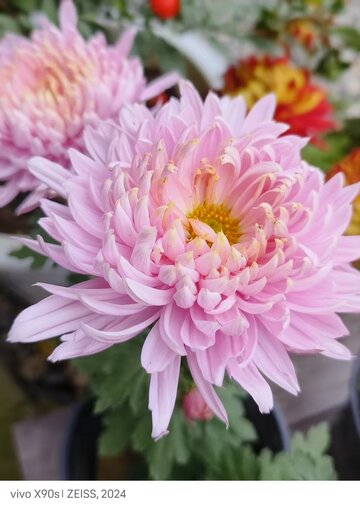 秋季盛开的菊花