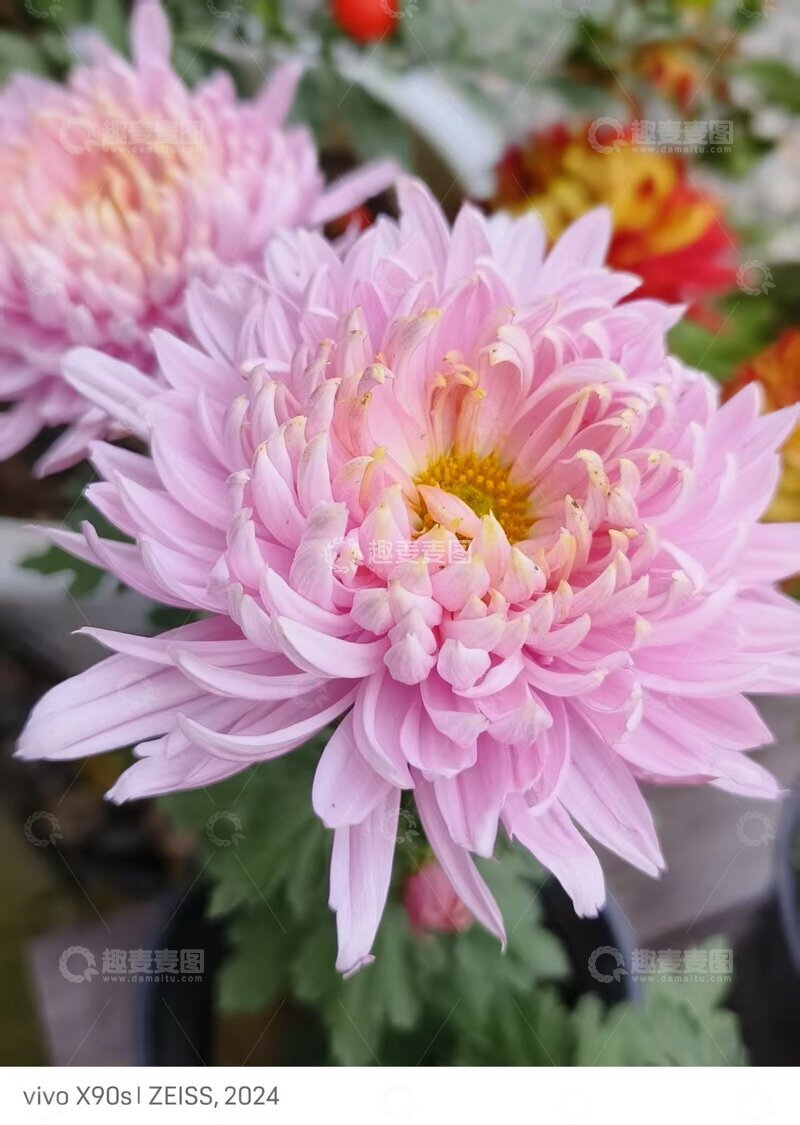 高清大图下载【趣麦麦图】秋季盛开的菊花