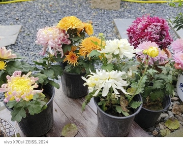 秋天小院里的菊花