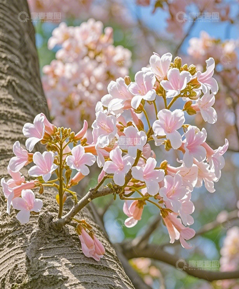 高清大图下载【趣麦麦图】四月梧桐花开2