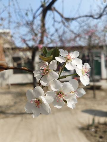 春天，梨花，开花，花朵，白色，踏青，赏花