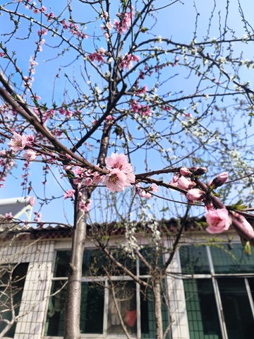 春天，梨花，开花，花朵，白色，踏青，赏花1