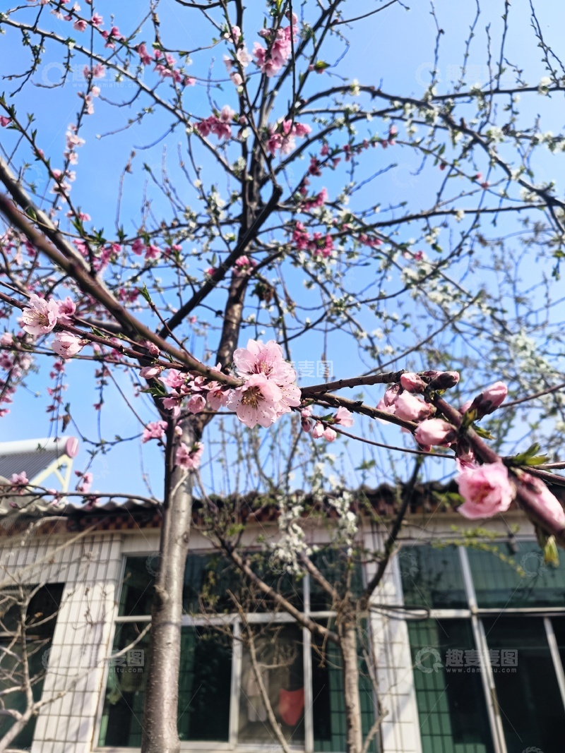 高清大图下载【趣麦麦图】春天，梨花，开花，花朵，白色，踏青，赏花1