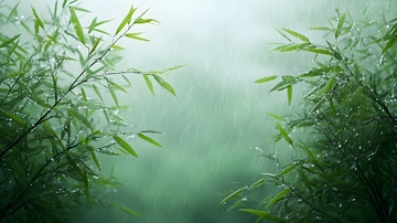 竹林雨雾谷雨节气意境自然风景图