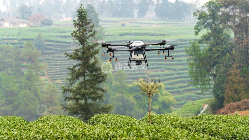 高清大图下载【趣麦麦图】大疆无人机盘旋在茶园上空作业