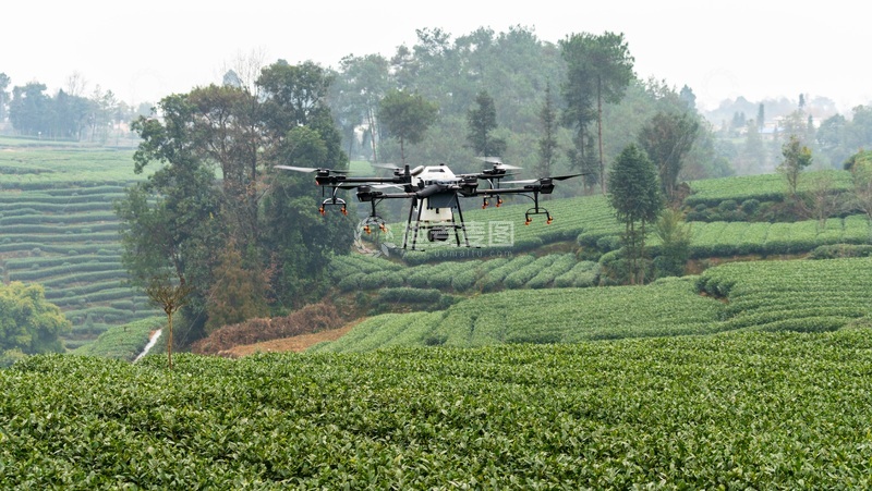 高清大图下载【趣麦麦图】-大疆无人机在茶园上空进行作业