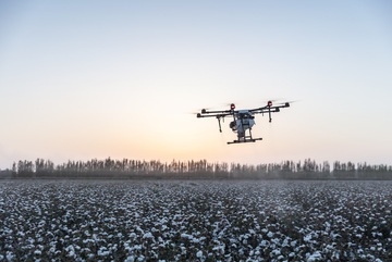 夕阳下无人机在棉花种植园上空进行作业