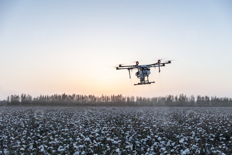 高清大图下载【趣麦麦图】-夕阳下无人机在棉花种植园上空进行作业
