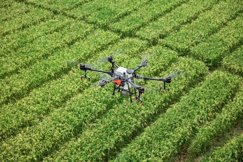 高清大图下载【趣麦麦图】-大疆无人机盘旋在水稻田上空进行喷洒作业