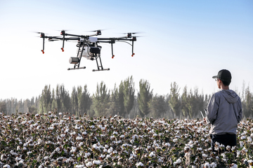 操作大型无人机在棉花田上进行施药施肥作业