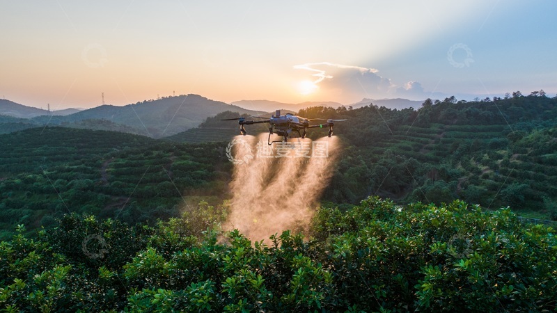 高清大图下载【趣麦麦图】无人机在果园上空进行施药施肥作业1