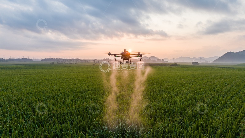 高清大图下载【趣麦麦图】夕阳下无人机在玉米农田上空进行施药施肥作业