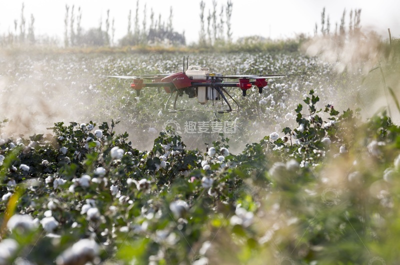高清大图下载【趣麦麦图】无人机在棉花种植园上空进行施药施肥作业