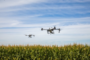 无人机在玉米地上空进行施药施肥作业