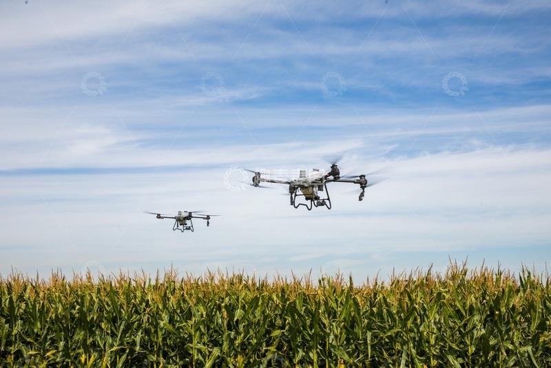 高清大图下载【趣麦麦图】无人机在玉米地上空进行施药施肥作业