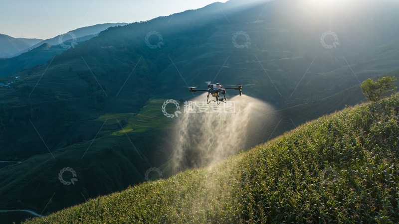 高清大图下载【趣麦麦图】无人机在玉米种植地上进行施肥施药喷洒作业