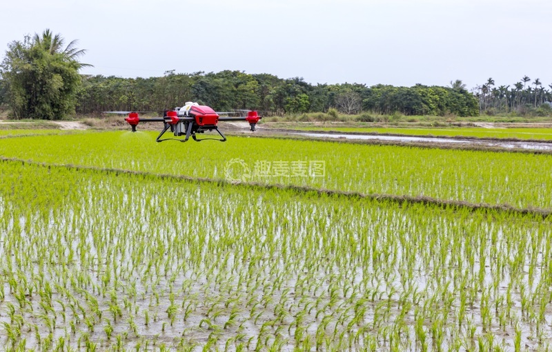 高清大图下载【趣麦麦图】-无人机在水稻田上进行施肥施药喷洒作业