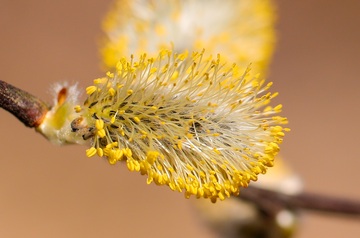 春天花蕊柳絮近距离拍摄特显