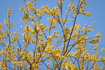 春天里蓝色天空下柳絮花开