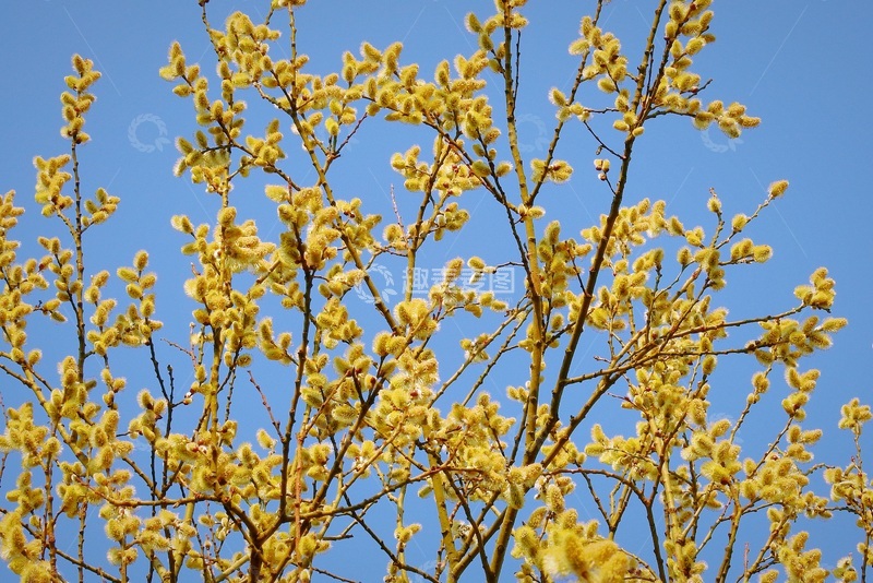 高清大图下载【趣麦麦图】春天里蓝色天空下柳絮花开