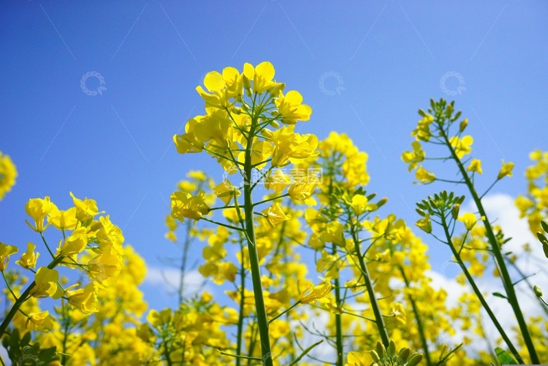 春天里的油菜花田