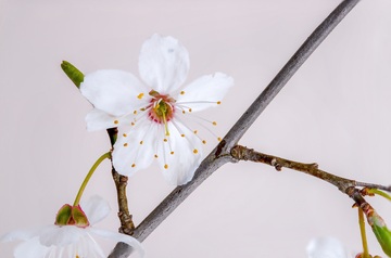 春天里的枝芽开花特显