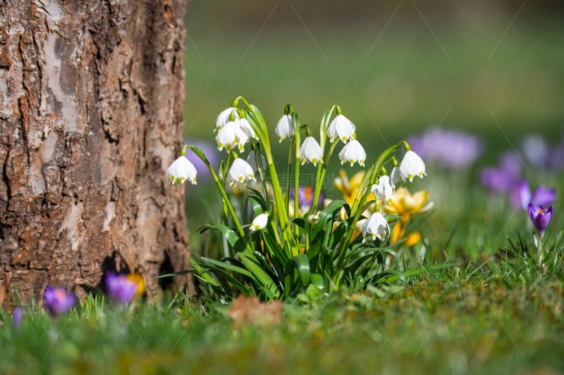 春天里一棵树木旁边的雪花莲