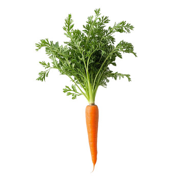 带叶胡萝卜新鲜展示图